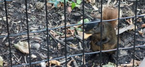 squirrel with nut-1717